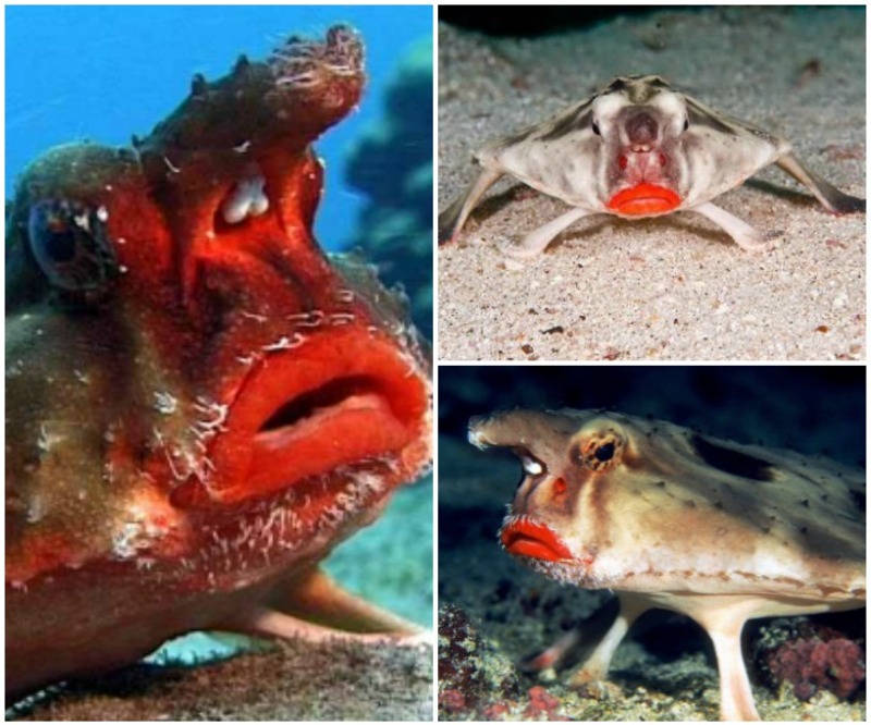 أغرب كائن حي .. سمكة لا تسبح وتضع أحمر شفاة طبيعي!